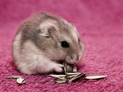 siberian hamster lifespan|dwarf hamster life expectancy.